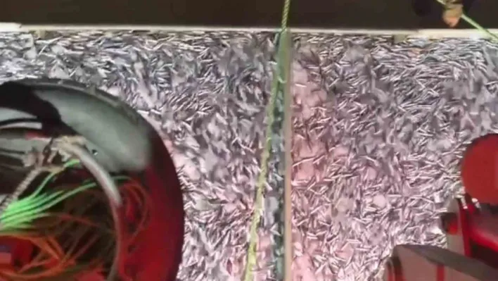 Marmara'da bereketli av: Bin kasa hamsi, bin kasa sardalya avlandı