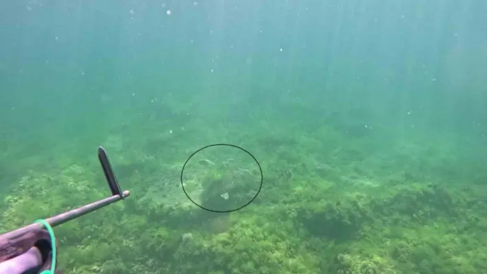 Marmara Denizi'nde bir ilk: Caretta caretta su altında görüntülendi