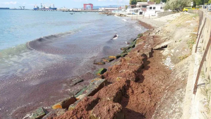 Marmara Denizi'nde kızıl yosun alarmı