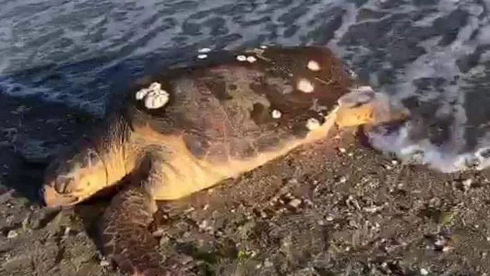 Marmara Denizi'nde şaşkınlık yaşatan olay, caretta caretta kıyıya vurdu