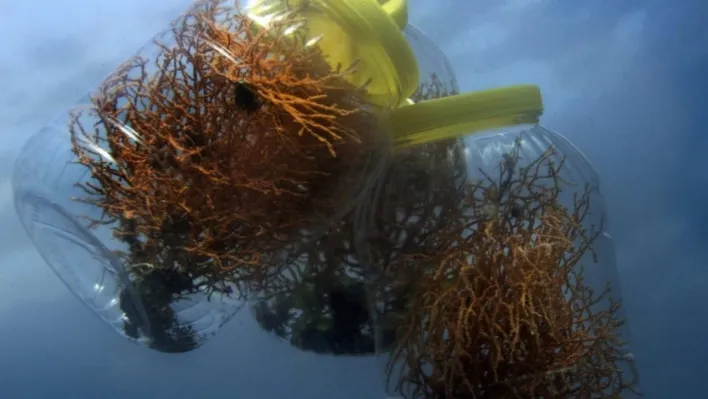Marmara Denizi'ne ekilen mercanlar iki kat gelişim sağladı: Bölgede biyoçeşitlilik artıyor