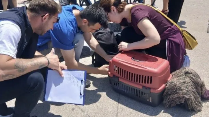 Marmara ve Avşa adalarına kimliksiz hayvan girişi yasaklandı