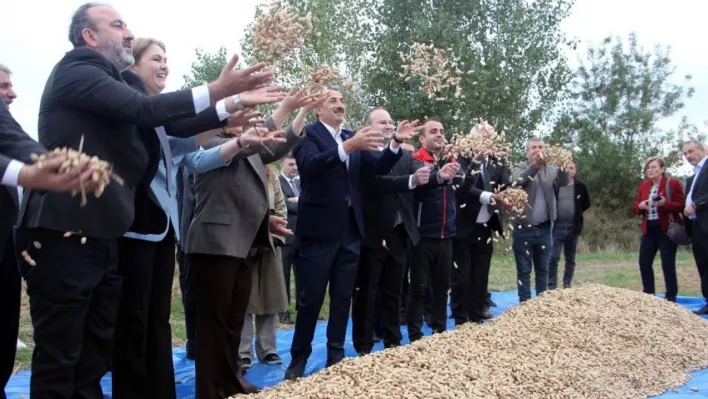 Meriç'te fıstık şenliği