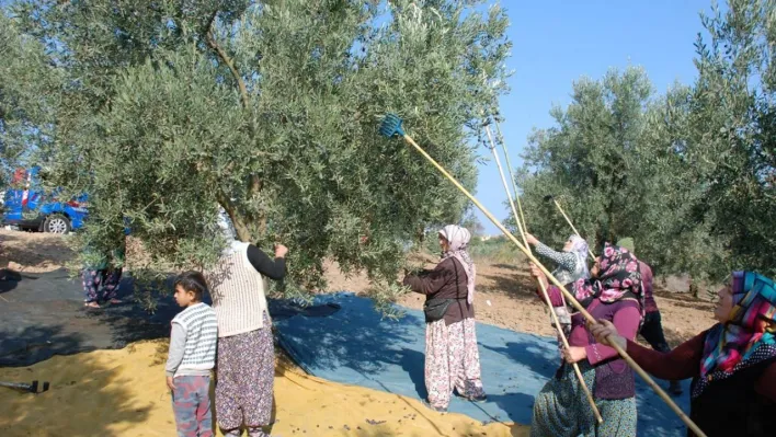 Mudanya'dan bu yıl 4 bin 500 ton zeytin çıktı