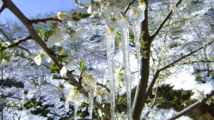 Muğla için zirai don uyarısı