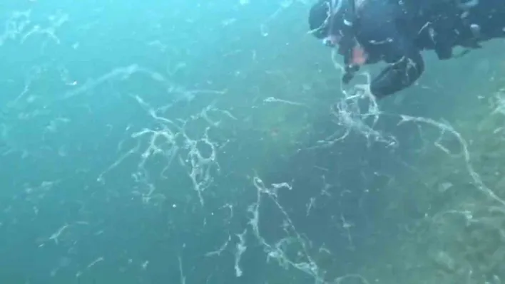 Müsilaj kabusu Marmara'ya geri döndü