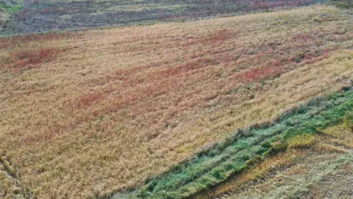 Nallıhan 'da çeltik hasadı başladı