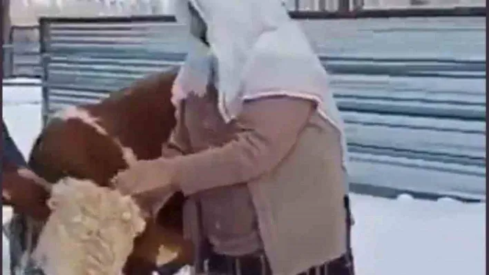 Nazime nine elleriyle büyüttüğü boğasını sattı, parasını deprem bölgesine gönderdi