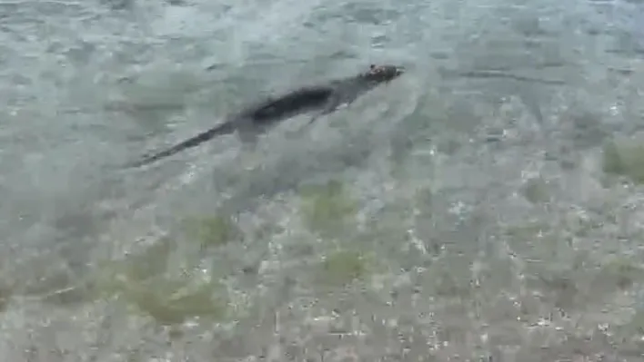 Nesli tükenmekte olan su samuru Silivri Parkköy'de görüldü