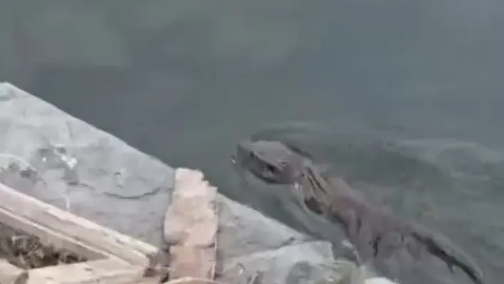 Nesli tükenmekte olan su samuru Küçükçekmece'de görüldü