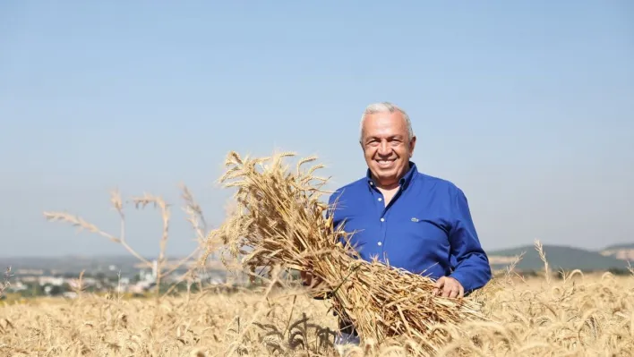 Nilüfer'de yerel tohumdan üretilen buğday hasadı başladı