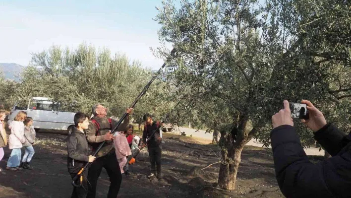 Öğrenciler zeytinin 'yağ'a dönüşüm serüvenine şahitlik ettiler