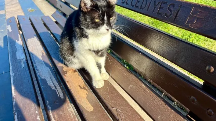 Olta iğnesi yutan kedi hayati tehlikede