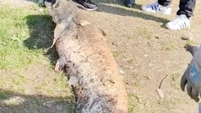 Oltaya takılan 50 kiloluk dev balık şaşırttı