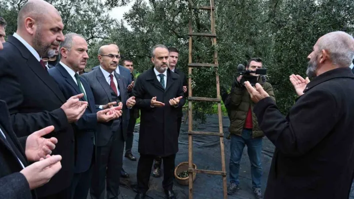 Orhangazi'de de zeytin hasadı başladı