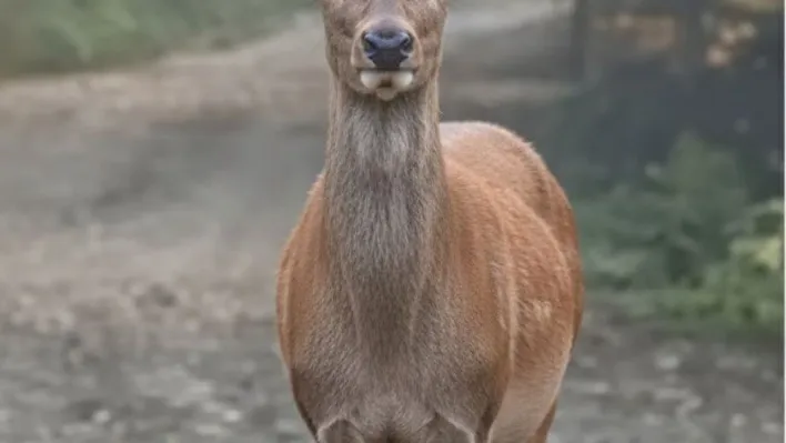 Orman sofrasında Kızıl Geyik öğle yemeğinde