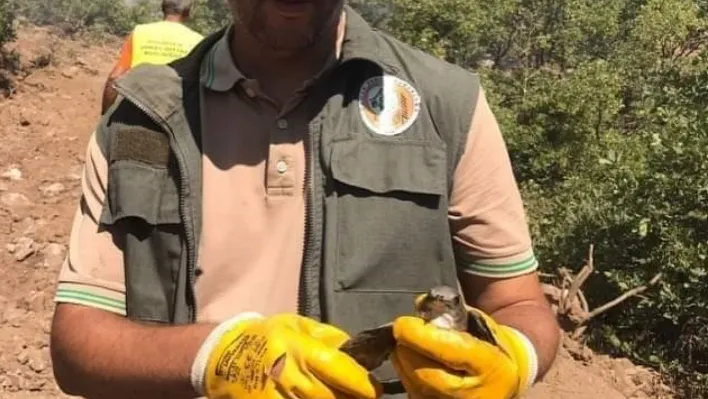 Orman yangınından etkilenen hayvanlara ilk müdahale çok önemli