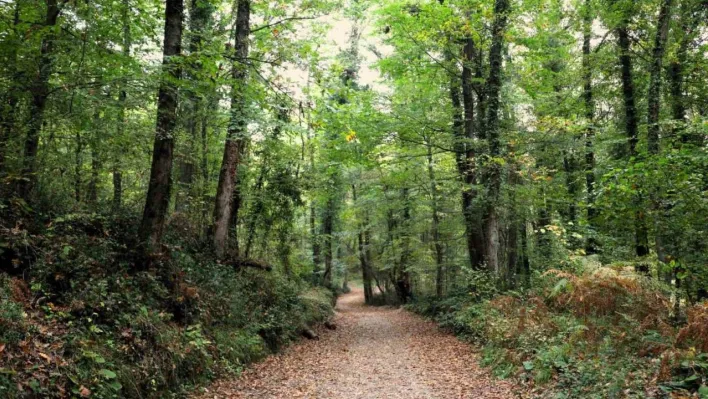 Ormanya sonbahar renkleriyle ziyaretçilerini ağırlıyor