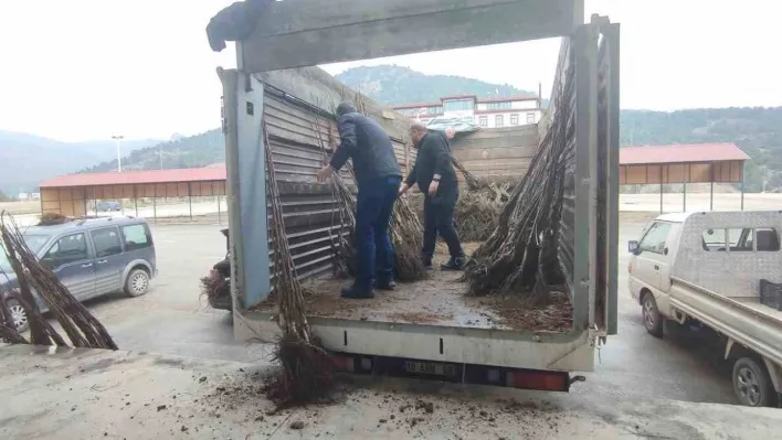 Osmaneli de çiftçilere ceviz fidanı dağıtımı yapıldı