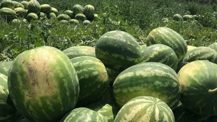 Osmaneli karpuzu hasat için gün sayıyor