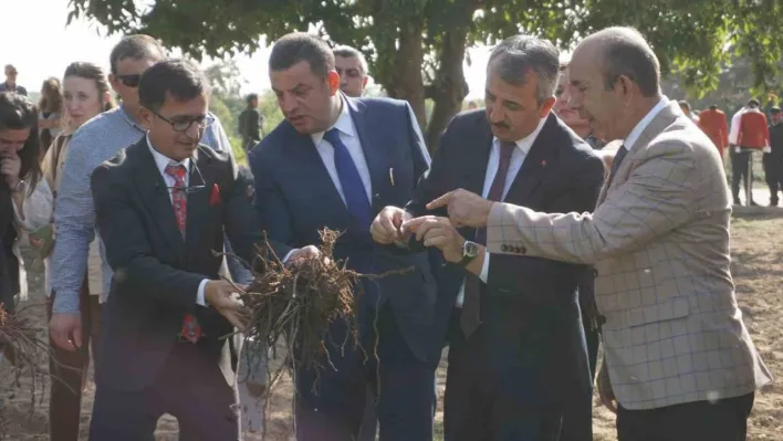 Osmanlı İmparatorluğu'nun 'Edirne Kırmızısı' hasat edildi