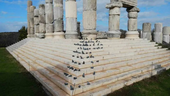 (Özel) 'Apollon Smintheus Tapınağı'nda ziyaretçileri fareler karşılıyor