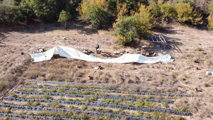 (Özel) Ayı ailesi arı çiftliğini bastı...Bal dolu kovanları yiyip dağıttılar