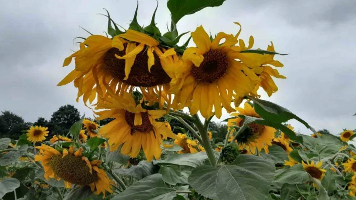 (ÖZEL) Bilecik'te ayçiçeklerin görsel şöleni