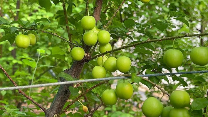 (Özel) Eriğin ilk hasadını yaptılar...Fiyatı altınla yarışıyor