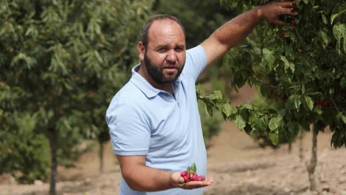 (Özel) Kızılcıkta hasat zamanı