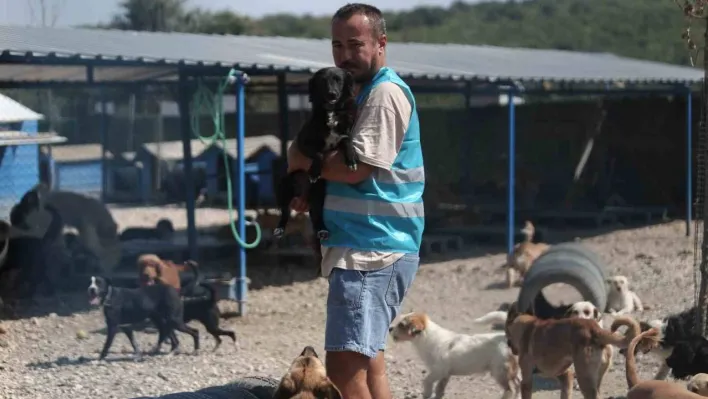 (Özel) Pandemide dost ve arkadaş olan cins köpekler kaderine terk edildi, yüzlerce üretim çiftliği kapandı