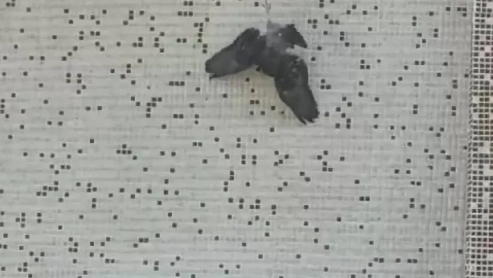 Pencerede ipe asılı kalan güvercini itfaiye kurtardı