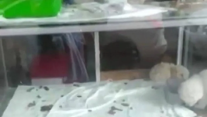 Pendik'te petshopta pes dedirten görüntü: Hayvanları pis alanlarda tutuyorlar