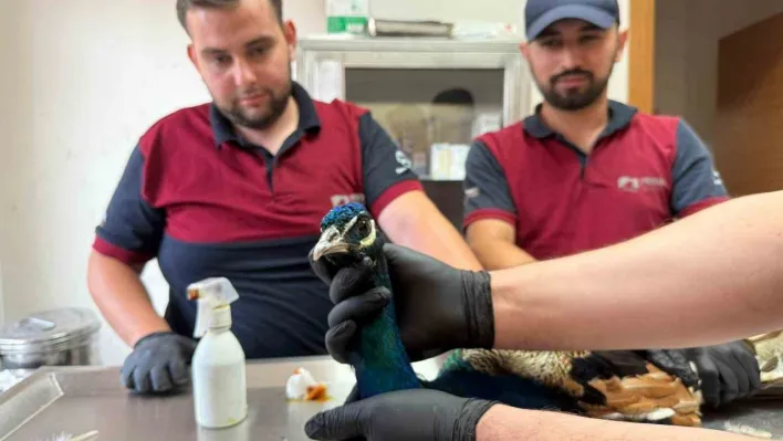 Pendik'te tavus kuşu ve atmaca kurtarma operasyonu: Doğaya kavuşacaklar