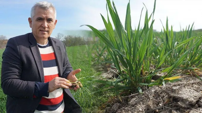 Prof. Dr. Kaya uyardı: Kuraklığa bağlı kızarıklıklar ve sararmalar başladı