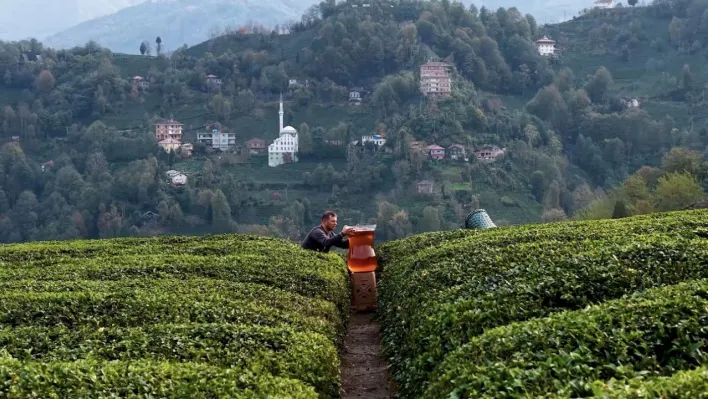 Rize'de dev çay bardağıyla yapılan çekim olay oldu: İzleyenler yapay zeka sandı