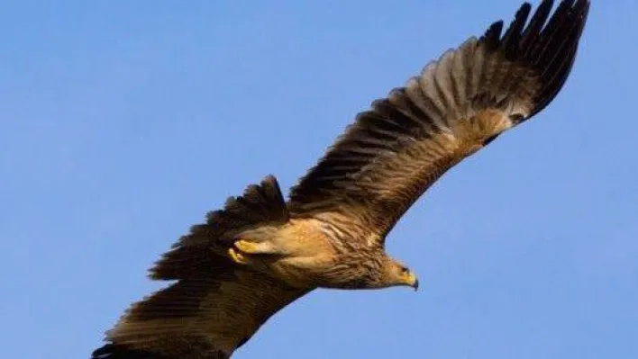 Rüzgar Santralleri İstanbul'un Son Kartallarını Tehdit Ediyor