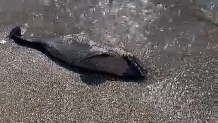 Sahilde ölü yunus bulundu