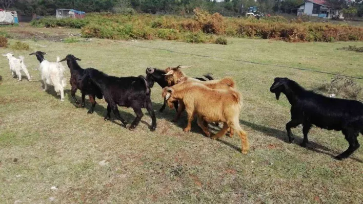 Sahte paralarla 7 keçi satın almışlar