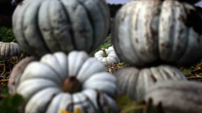 Sakarya'da 'Beyaz Elmas' tarlalarda parlamaya başladı