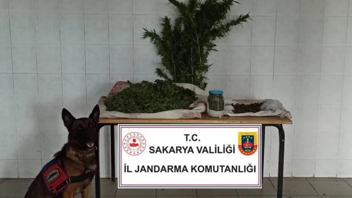 Sakarya'da jandarma ekipleri uyuşturucuya geçit vermiyor