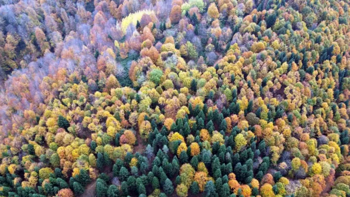 Sakarya'da sonbahar güzelliği göz kamaştırıyor
