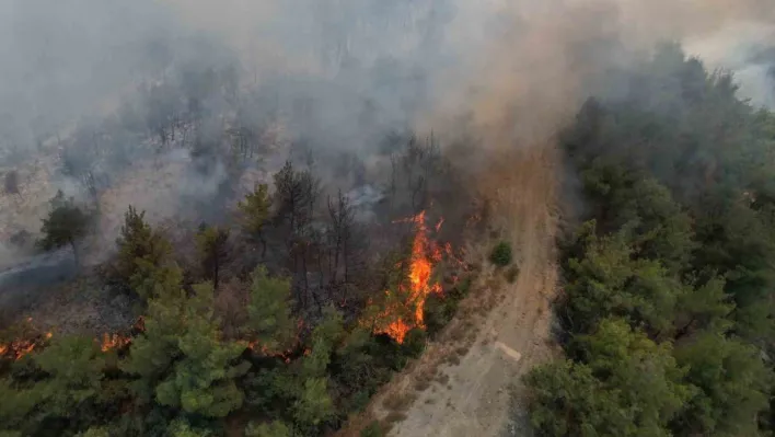 Sakarya'da yangın 45 saattir sürüyor: Alevler zaman zaman yeniden yükseliyor