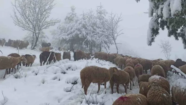 Sakarya'da yüksek kesimlerde kar yağışı etkili oluyor