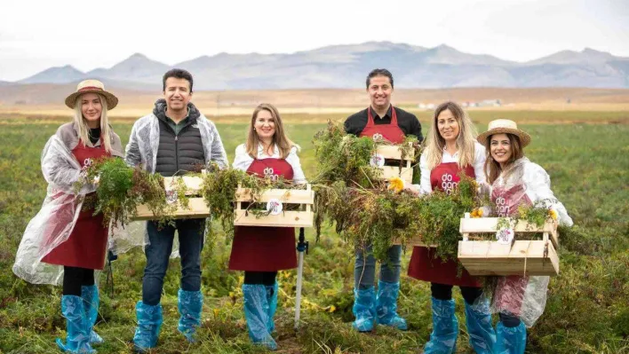 Şalgam suyunun yolculuğu, Konya'daki mor havuç hasadı ile başladı