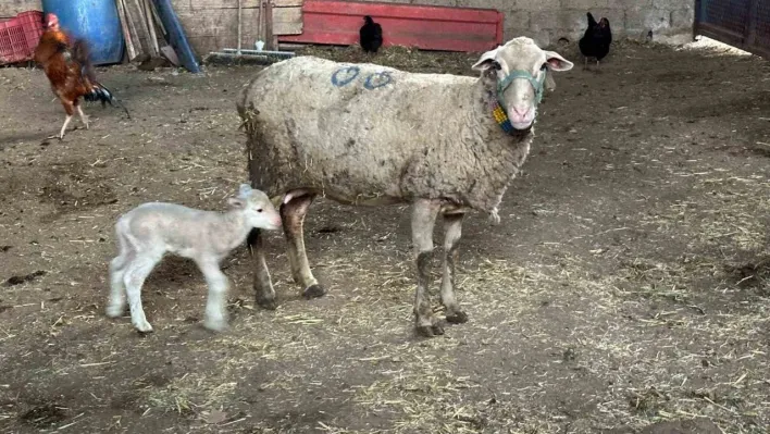 Şapa karşı 'hayvanlara küflü domates yedirmeyin, idrar içirmeyin' uyarısı