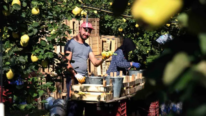 Sapından yaprağına kadar değerlendirilen Ayva'da hasat başladı