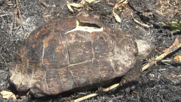 Sarıyer'de ormanlık alanda çıkan yangın kontrol altına alındı