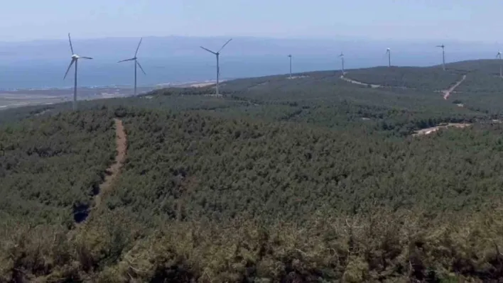 Şarköy'de orman yangınında küle dönen alanın öncesi ve sonrası yürek burktu