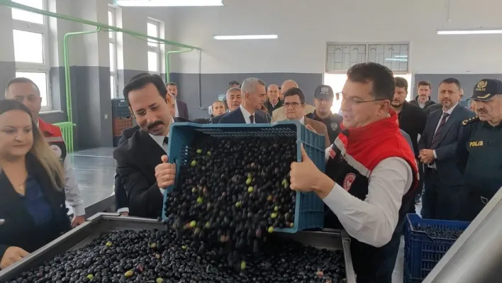 Şarköy'de zeytin hasadı yapıldı